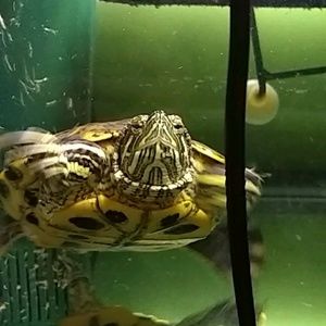 Meet your Posher, Julian